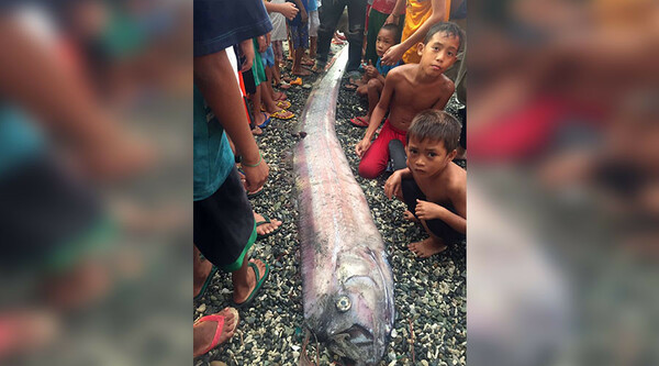 Φιλιππίνες: Οι εμφανίσεις αυτού του γιγάντιου ψαριού στα ρηχά, δημιουργούν φόβους για μεγάλο σεισμό