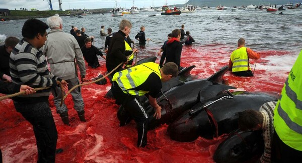 Εκατοντάδες μαυροδέλφινα σφαγιάστηκαν για ακόμη μια χρονιά στα Νησιά Φερόες