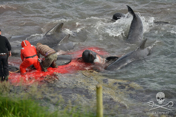 Εκατοντάδες μαυροδέλφινα σφαγιάστηκαν για ακόμη μια χρονιά στα Νησιά Φερόες