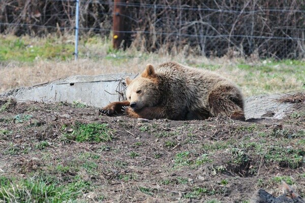 Η «Μάρω», η αρκούδα κατεβαίνει στα σπίτια στη Φλώρινα - Ψυχραιμία συνιστά ο Αρκτούρος