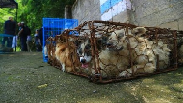 37 σκυλιά που σώθηκαν από τη σφαγή του φεστιβάλ κρέατος σκύλου στην Κίνα, ξεκινούν νέα ζωή στον Καναδά