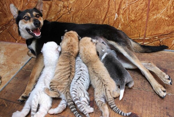 Σκυλίτσα θηλάζει μαζί με τα κουτάβια της και τέσσερα νεογέννητα σπάνια τιγράκια