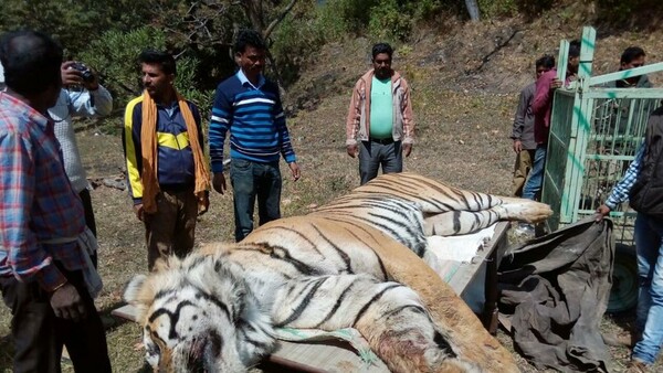 Οργισμένες αντιδράσεις προκαλεί o θάνατος τίγρης από μπουλντόζα στην Ινδία