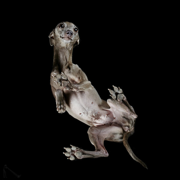 Φωτογραφίζοντας σκύλους από κάτω- Το νέο χαριτωμένο project του Andrius Burba