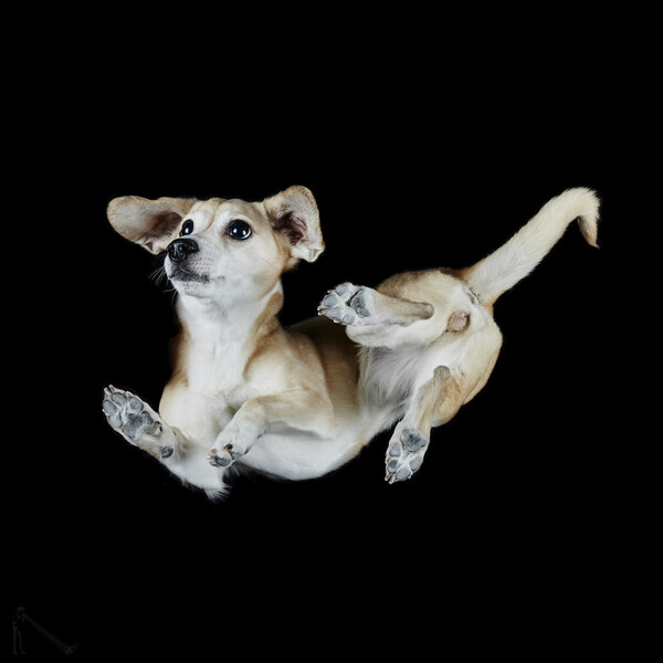 Φωτογραφίζοντας σκύλους από κάτω- Το νέο χαριτωμένο project του Andrius Burba