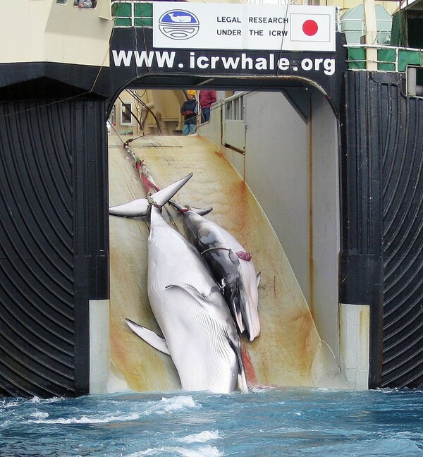 Διεθνής κατακραυγή για την ιαπωνική «παράδοση» σφαγής των φαλαινών- Σκότωσαν 333 φάλαινες στην Ανταρκτική