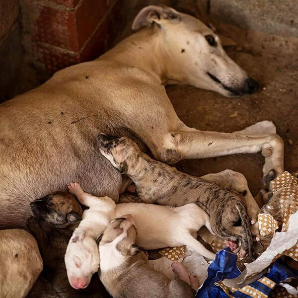 Κρεμασμένα, μαχαιρωμένα ή εγκαταλελειμμένα - Η βάρβαρη ισπανική παράδοση που σκοτώνει χιλιάδες σκυλιά κάθε χρόνο