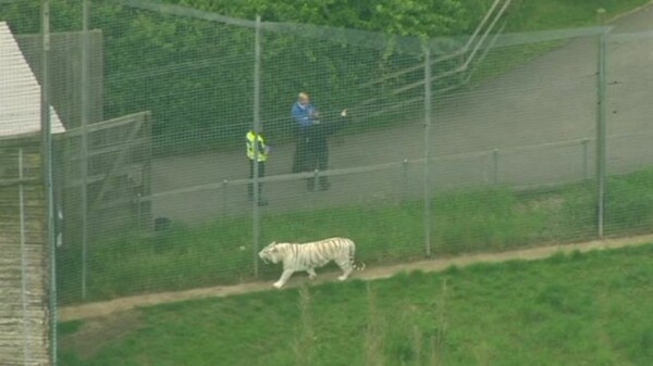 Βρετανία: Τίγρης σκότωσε μια υπάλληλο στον ζωολογικό κήπο του Hamerton