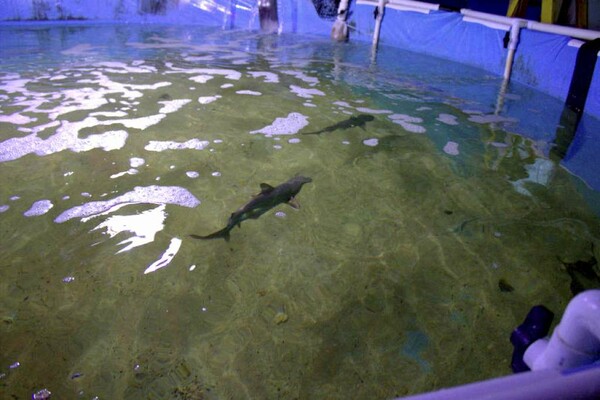 Μόνο στη Νέα Υόρκη θα μπορούσε να υπάρχει σε σπίτι μια υπόγεια πισίνα γεμάτη καρχαρίες