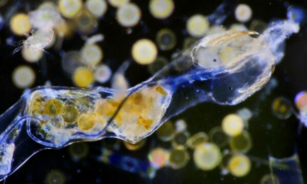 Για πρώτη φορά πλάσματα στα βαθύτερα σημεία του ωκεανού βρέθηκαν με πλαστικές ίνες στο στομάχι τους