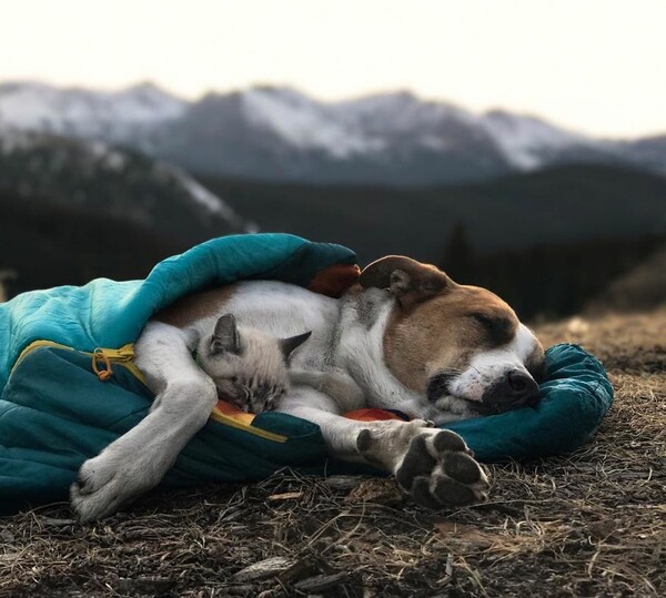Σκύλος και γάτα έχουν γίνει κολλητοί και μαζί εξερευνούν τα ομορφότερα βουνά του Κολοράντο