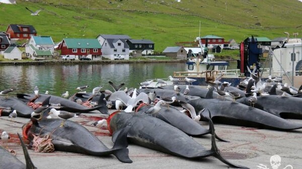 Σοκαριστικές εικόνες από τη φετινή μαζική σφαγή μαυροδέλφινων στα νησιά Φερόες