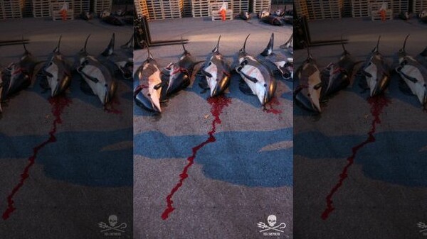 Σοκαριστικές εικόνες από τη φετινή μαζική σφαγή μαυροδέλφινων στα νησιά Φερόες
