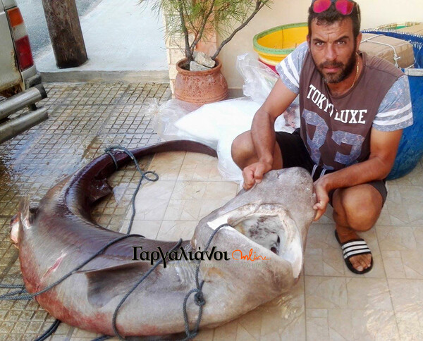 Ψαράδες έπιασαν καρχαριοειδές 180 κιλών στο Ιόνιο