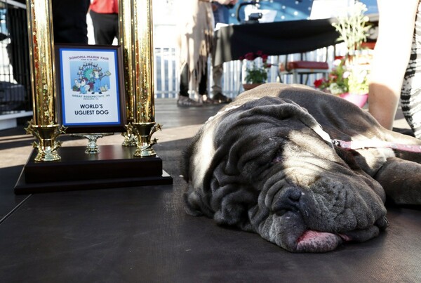 Η τεράστια Μάρθα μόλις στέφθηκε ο ασχημότερος σκύλος του κόσμου για το 2017