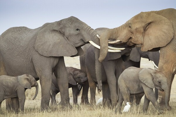 Κάνει πίσω ο Τραμπ: Πάγωσε την απόφαση για εισαγωγή «τροπαίων» ελεφάντων που σκοτώνονται στην Αφρική