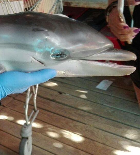 Μωρό δελφίνι πέθανε στα χέρια τουριστών που έβγαζαν selfies μαζί του