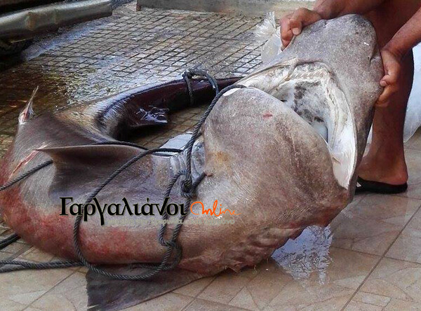 Ψαράδες έπιασαν καρχαριοειδές 180 κιλών στο Ιόνιο
