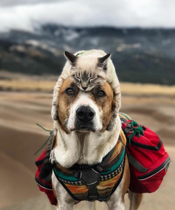 Σκύλος και γάτα έχουν γίνει κολλητοί και μαζί εξερευνούν τα ομορφότερα βουνά του Κολοράντο