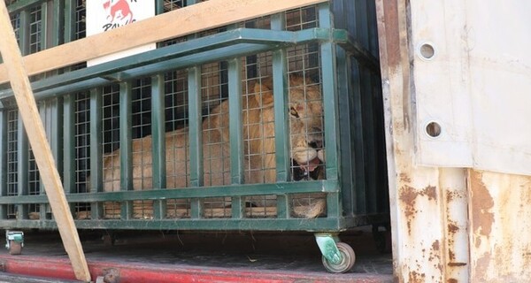 Τουρκία: Εννέα ζώα από τον ζωολογικό κήπο του Χαλεπιού μεταφέρθηκαν σε κέντρο αποκατάστασης