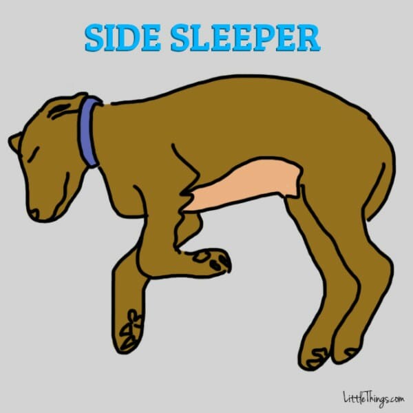 6 στάσεις που παίρνουν οι σκύλοι στον ύπνο και τι ακριβώς σημαίνει καθεμία από αυτές