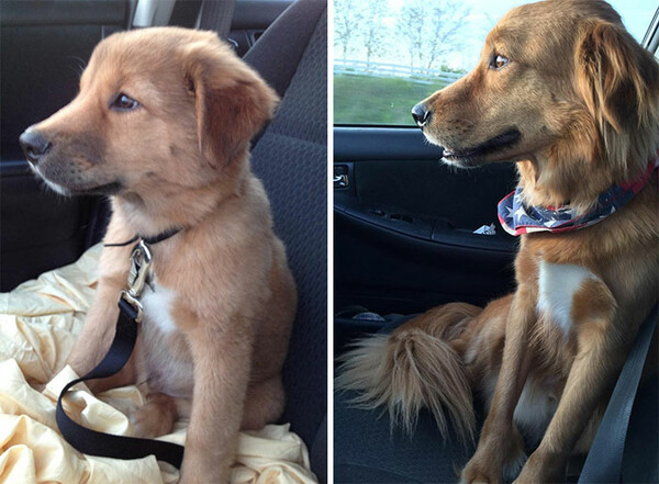 Τότε και Τώρα: Φωτογραφίες σκύλων από όταν ήταν κουτάβια και πώς είναι σήμερα