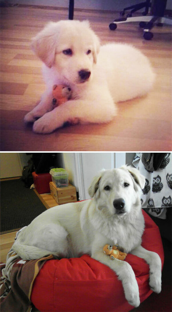 Τότε και Τώρα: Φωτογραφίες σκύλων από όταν ήταν κουτάβια και πώς είναι σήμερα