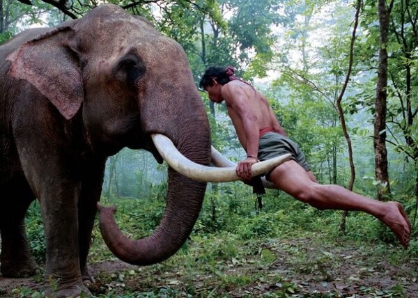 «Διάσημος» ελέφαντας της Ταϊλάνδης σκότωσε με την προβοσκίδα τον ιδιοκτήτη του σε ζωολογικό κήπο