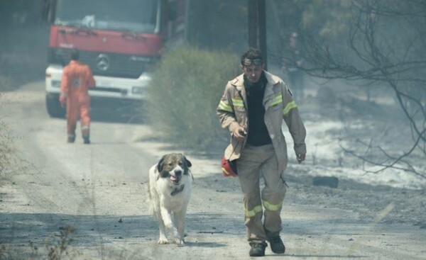 Έκκληση για τα σκυλιά που εγκαταλείφθηκαν μετά τις πυρκαγιές στη Αττική