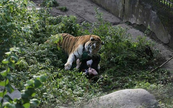 Τρόμος με τίγρη που επιτέθηκε σε υπάλληλο ζωολογικού κήπου στη Ρωσία