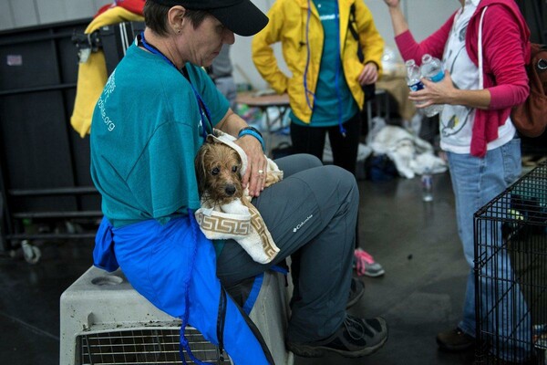 Σκύλοι που εγκαταλείφθηκαν και απελπισμένοι ιδιοκτήτες που παλεύουν να σώσουν τα ζώα τους στο Τέξας