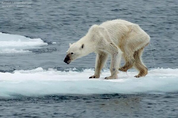 Η σοκαριστική εικόνα της πολικής αρκούδας που ίσως μαρτυρά το ζοφερό μέλλον του πλανήτη