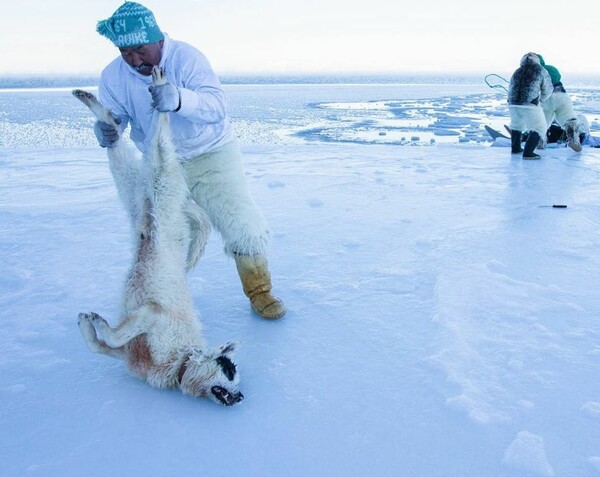 Συγκλονιστική εικόνα από το National Geographic: H δραματική προσπάθεια για να σωθούν σκύλοι που πνίγονται στον πάγο