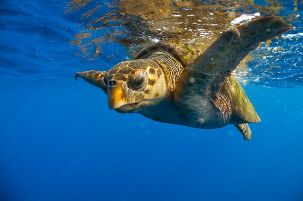 Άγνωστοι έδεσαν, βασάνισαν και αποκεφάλισαν θαλάσσια χελώνα - Σκληρές εικόνες