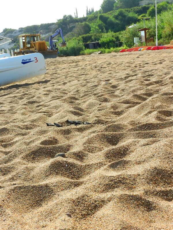 Κύπρος: Μπουλντόζα «ισοπέδωσε» προστατευόμενη παραλία με χελώνες για μια δεξίωση γάμου