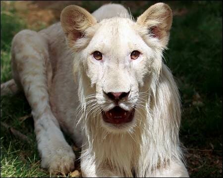 Σπάνιο λευκό λιονταράκι γιορτάζει τα πρώτα του γενέθλια στη Βαγδάτη