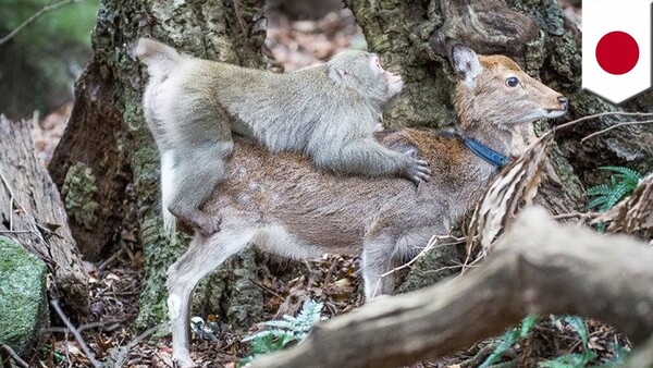 Tι κρύβεται πίσω από το σεξ μεταξύ μαϊμούδων και ελαφιών και γιατί επιστήμονες μιλούν για νέα «συμπεριφορική παράδοση».