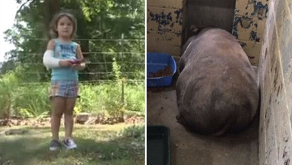 HΠΑ: Γουρούνι 160 κιλών επιτέθηκε και τραυμάτισε σοβαρά τρίχρονη