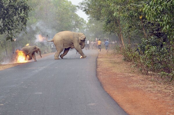 «Η κόλαση είναι εδώ» - Η συγκλονιστική φωτογραφία που καταγράφει τον τρόμο των ελεφάντων