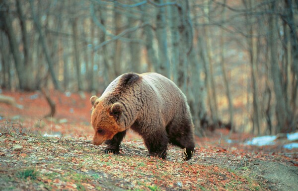 Μέτσοβο: Συγγενείς ηλικιωμένης διεκδικούν αποζημίωση 950.000 ευρώ για τον θάνατό της από αρκούδα