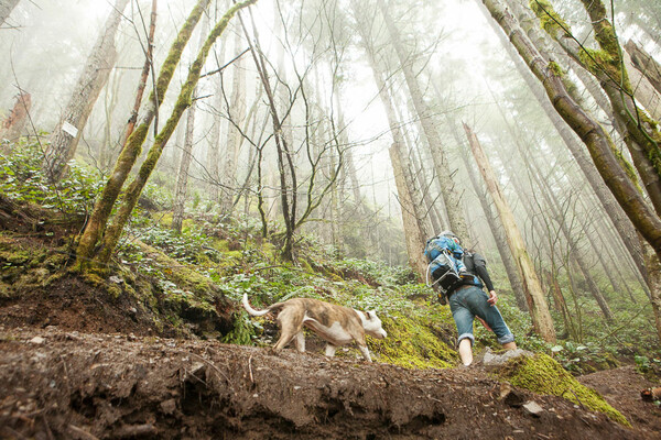 Αιγιαλεία: Άντρας πήγε για πεζοπορία στο βουνό και χάθηκε αλλά ο σκύλος του τον έσωσε από την υποθερμία