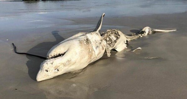 Αυτή είναι η τελευταία θεωρία για τις μυστηριώδεις δολοφονίες λευκών καρχαριών από όρκες