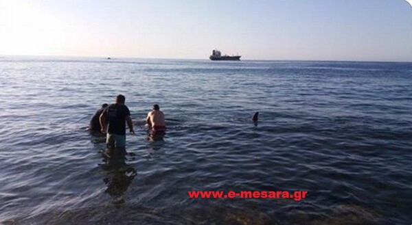 Αίσιο τέλος για τη μικρή φάλαινα που ξεβράστηκε στην Κρήτη - Λιμενικοί και εθελοντές τη βοήθησαν να βγει ξανά στ' ανοιχτά (φωτογραφίες)