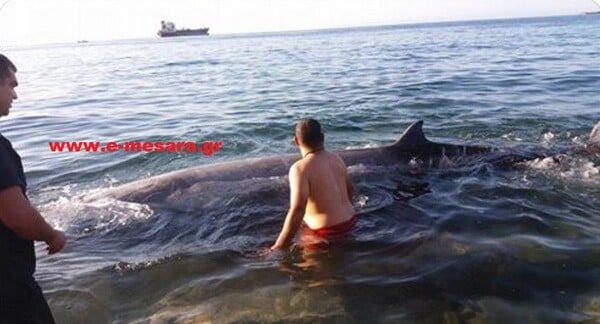 Αίσιο τέλος για τη μικρή φάλαινα που ξεβράστηκε στην Κρήτη - Λιμενικοί και εθελοντές τη βοήθησαν να βγει ξανά στ' ανοιχτά (φωτογραφίες)