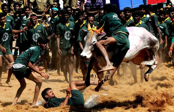 Ταύροι σκότωσαν 5 ανθρώπους και τραυμάτισαν άλλους 60 στο αμφιλεγόμενο φεστιβάλ Jallikattu της Ινδίας