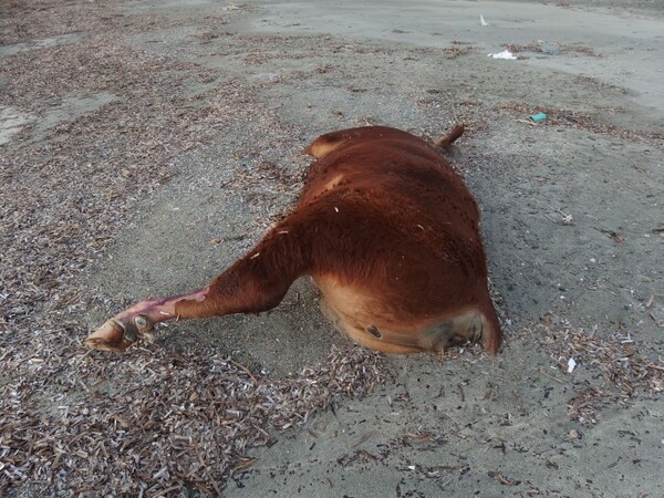 Αγελάδες και ταύροι ξεβράζονται εδώ και μέρες σε νησιά των Κυκλάδων
