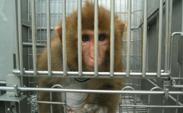 Στο εδώλιο ερευνητές για πειράματα που έκαναν σε πιθήκους- Προκάλεσαν πόνο διαρκείας στα ζώα