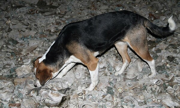 Οι αδέσποτοι σκύλοι του Τσερνόμπιλ: Τα εγκαταλελειμμένα κατοικίδια που έχουν φτιάξει την δική τους κοινότητα