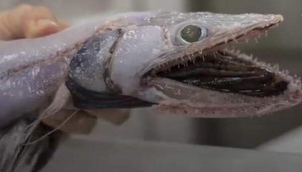 To πιο τρομακτικό πλάσμα του κόσμου: το ψάρι χωρίς πρόσωπο