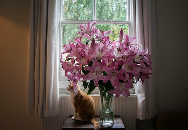 Αν έχετε γάτα, αυτό είναι το λουλούδι που δεν πρέπει να έχετε ποτέ στο σπίτι